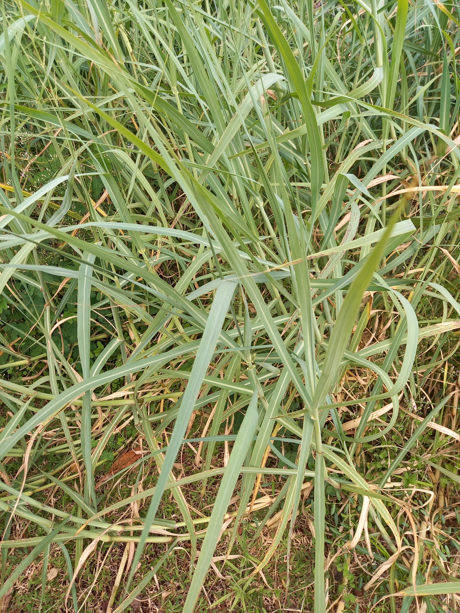 Imagem de Capim-arroz