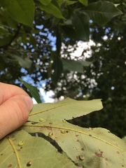 Caryomyia inflata