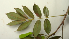 Machaerium condensatum