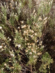 Baccharis texana