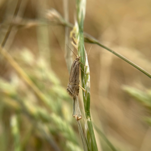 iNaturalist observation photo of Euchromius