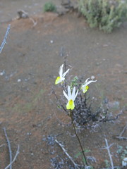 Nemesia anisocarpa