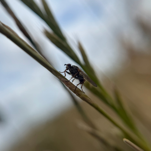 iNaturalist observation photo of House Flies and Allies