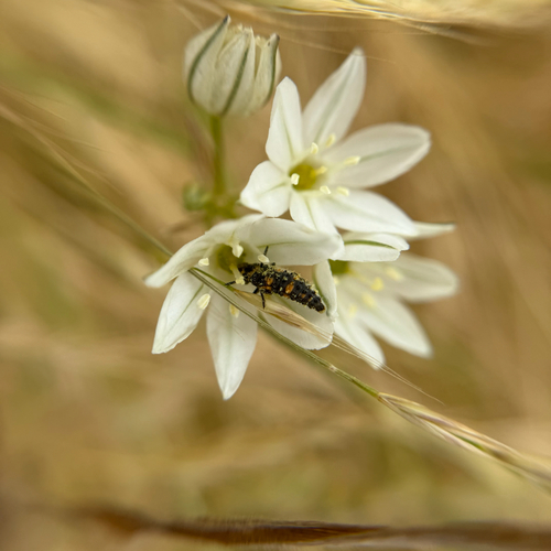 iNaturalist observation photo of Convergent Lady Beetle
