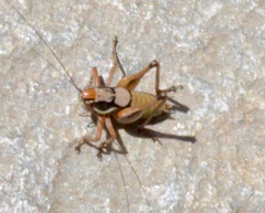 Eupholidoptera megastyla