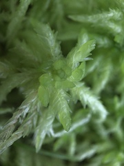 Sphagnum riparium