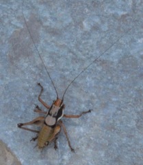 Eupholidoptera megastyla