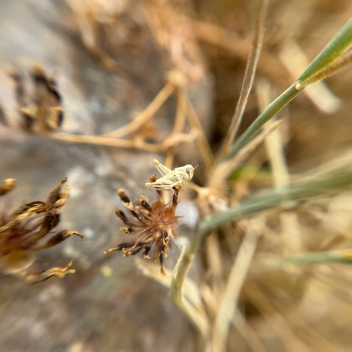 iNaturalist observation photo of North American Spur-throated Grasshoppers