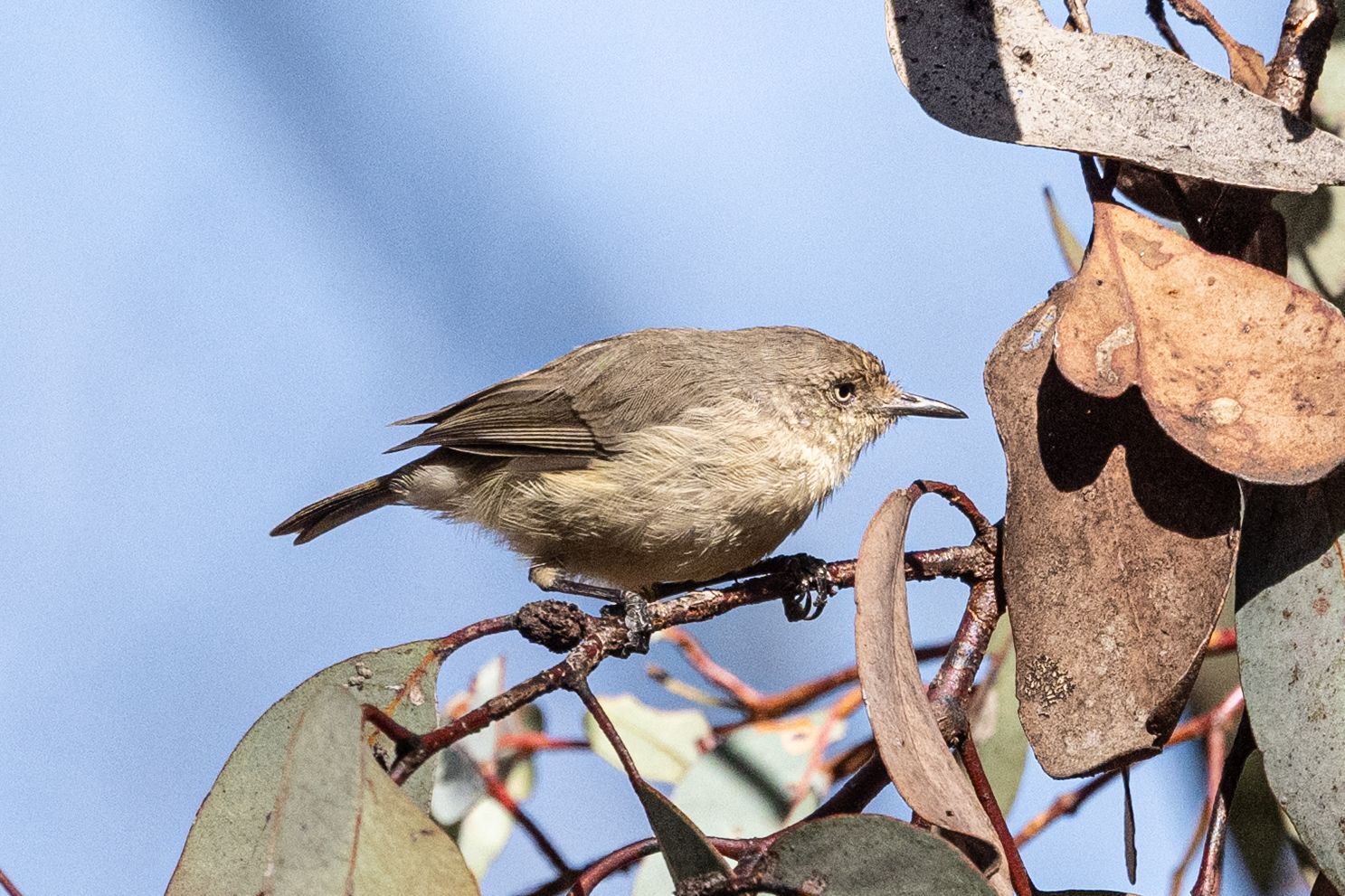 Western Thornbill (Acanthiza inornata), photo 3