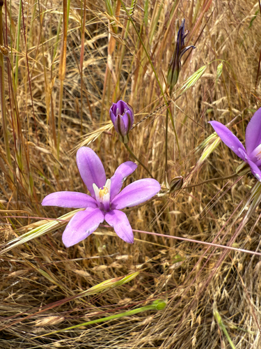 iNaturalist observation photo of Appendage Brodiaea