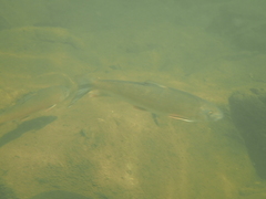 Moxostoma