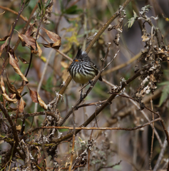 Anairetes flavirostris