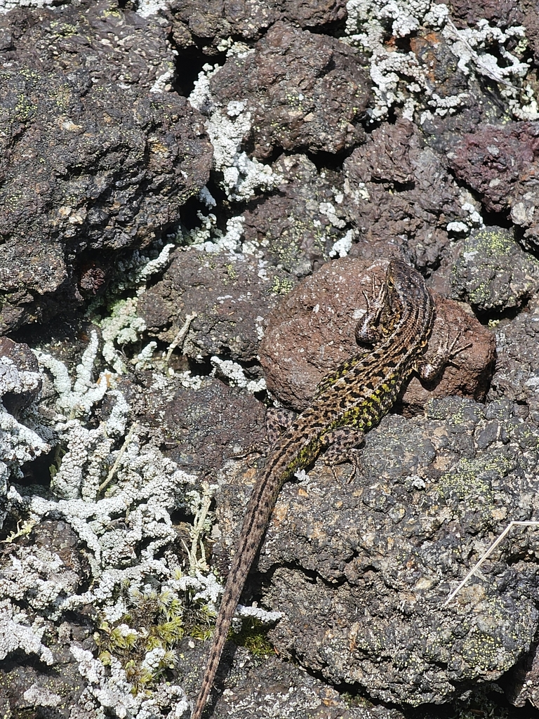 Caautín Smooth-throated Lizard