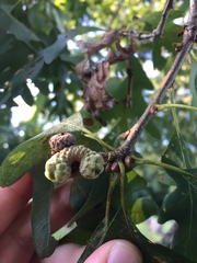 Callirhytis glandulus