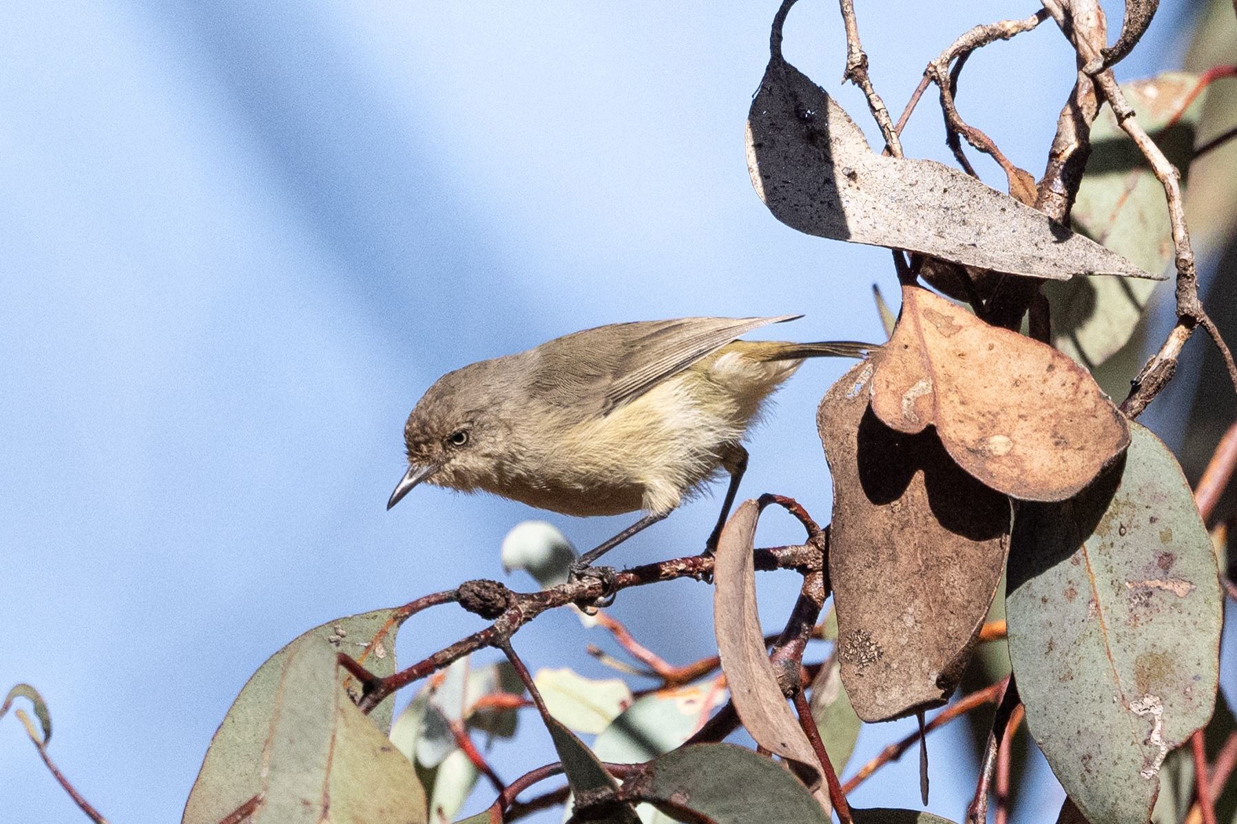 Western Thornbill (Acanthiza inornata), photo 4