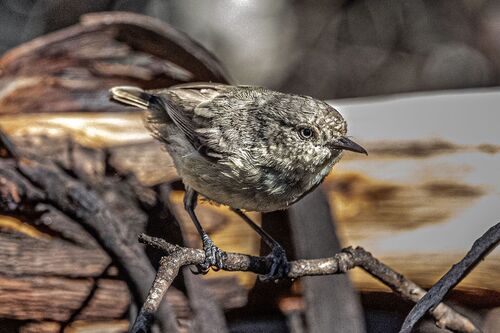 Western Thornbill (Acanthiza inornata), photo 5