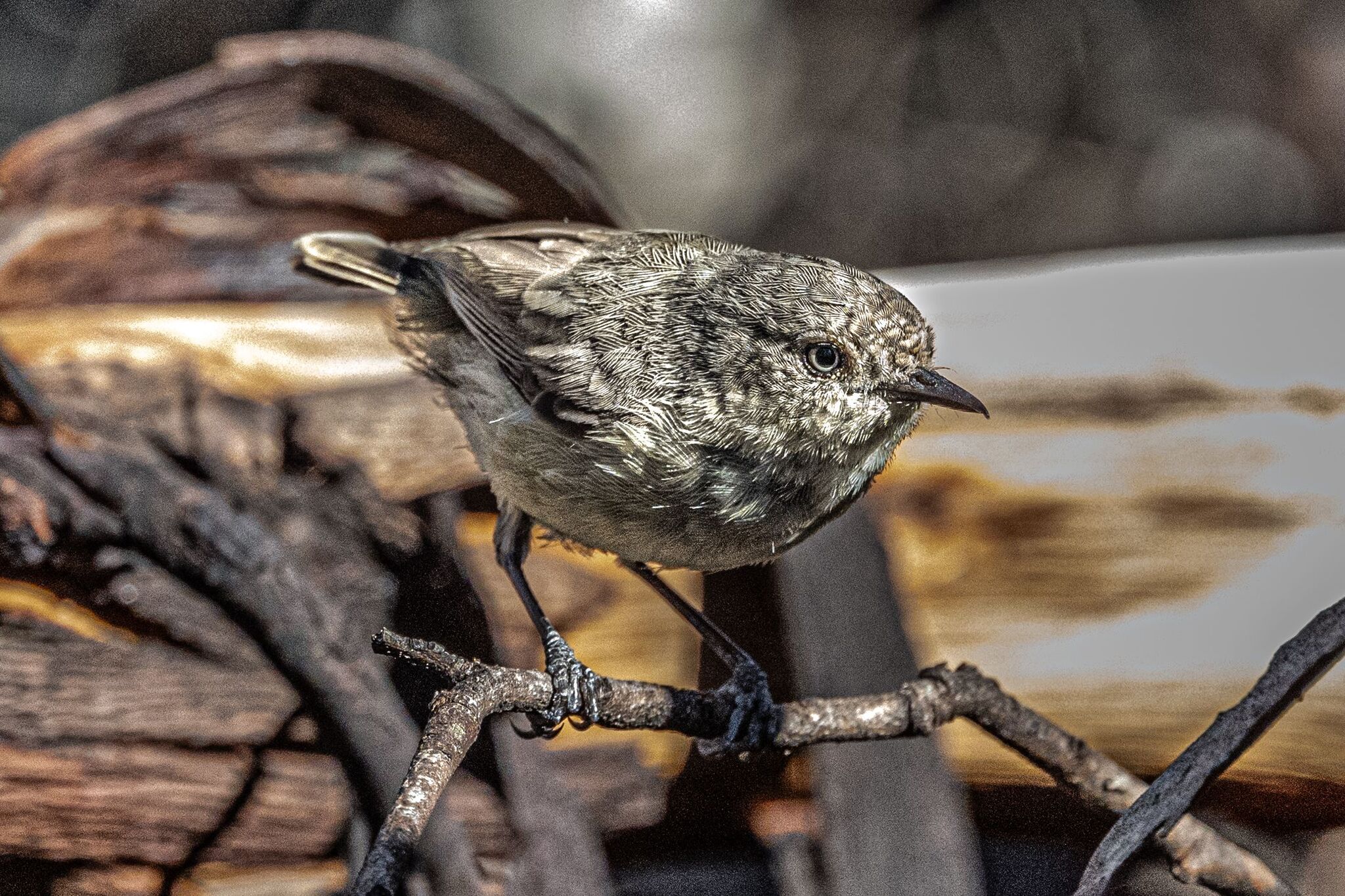 Western Thornbill (Acanthiza inornata), photo 5