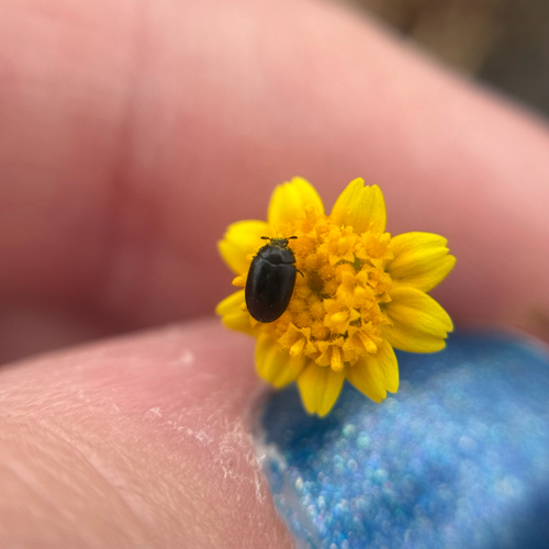 iNaturalist observation photo of Common Pollen Beetle