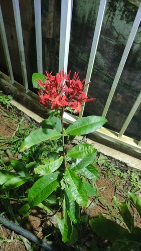 Image of Ixora coccinea by (c) karla daniel de faria, some rights reserved (CC BY-SA)