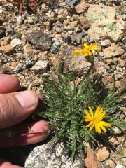 Pyrrocoma apargioides