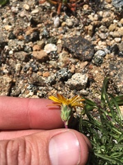 Pyrrocoma apargioides