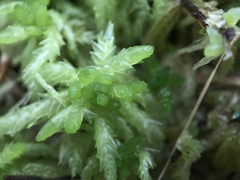 Sphagnum riparium