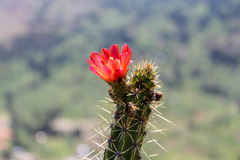 Corryocactus erectus