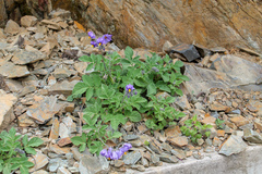 Solanum candolleanum