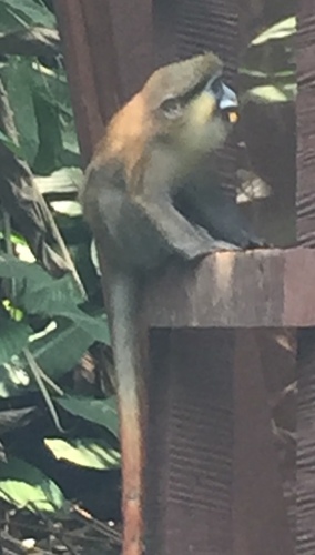 クチヒゲグエノン