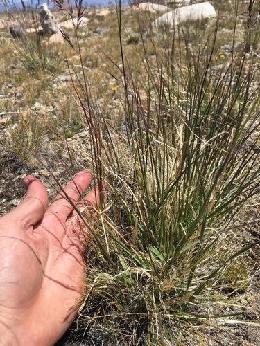 Image of Calamagrostis purpurascens by (c) Martin Purdy, some rights reserved (CC BY)