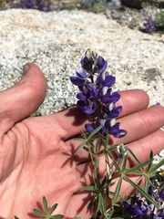 Lupinus lepidus ramosus
