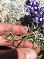 Lupinus lepidus ramosus