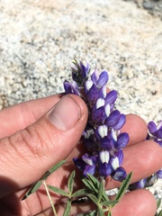 Lupinus lepidus ramosus