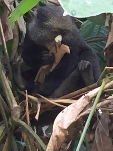 オオハナジログエノン
