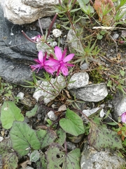 Chamaenerion fleischeri