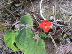Sinningia tuberosa