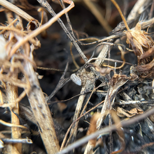 iNaturalist observation photo of Agalliina