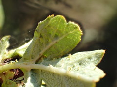 Dasineura crataegi