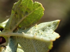 Dasineura crataegi