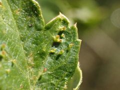 Dasineura crataegi