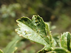 Dasineura crataegi