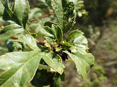 Dasineura crataegi