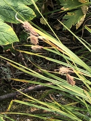 Carex macrochaeta