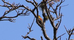 Melanerpes flavifrons