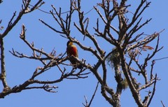 Melanerpes flavifrons