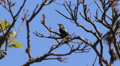 Melanerpes flavifrons