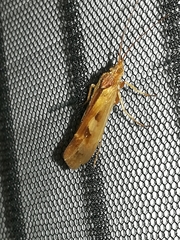 Limnephilus rhombicus