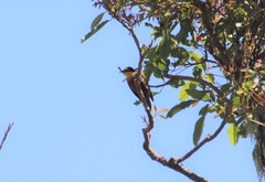 Melanerpes flavifrons