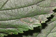 Stigmella ulmivora