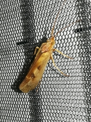 Limnephilus rhombicus